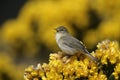Willow warbler, Phylloscopus trochilus Royalty Free Stock Photo