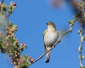 Willow warbler, Phylloscopus trochilus. Spring morning, a bird sings sitting on a flowering tree Royalty Free Stock Photo