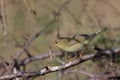 Willow warbler (phylloscopus trochilus).