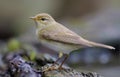 Willow warbler standing near a waterpond in spring plumage Royalty Free Stock Photo
