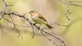 Willow Warbler sits on a branch in the spring during the mating season