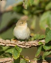 Willow Warbler