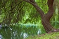 A Willow on the Water Edge