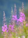 Willow weed flowers in summer