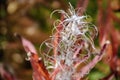 Willow weed with red leaves inn autumn. Royalty Free Stock Photo