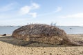 Willow Whale statue on beach