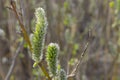 Willow young shoots green twigs Royalty Free Stock Photo