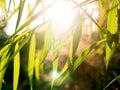 Willowca Leaves Growing behind The Flare Sun Light Royalty Free Stock Photo