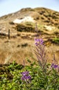 Willoweed in the dunes of Texel