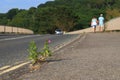 Willowherb growing from crack in asphalt Royalty Free Stock Photo