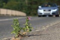 Willowherb growing from crack in asphalt Royalty Free Stock Photo