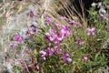 Willowherbs, Epilobium dodonaei Royalty Free Stock Photo