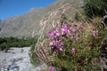 Willowherbs, Epilobium dodonaei Royalty Free Stock Photo