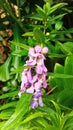 Willowleaf Angelon is small fragrant purple flower.