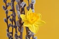 Willows with blossoming buds and yellow narcissus on a yellow background. Closeup