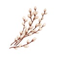 Willows branches. Spring pussy plant, catkins buds in vintage retro style. Easter delicate fluffy Salix twig. Botanical