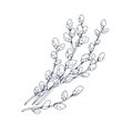 Willows, catkins, retro botanical drawing. Spring pussy plant drawn in vintage engraved style. Contoured outlined Salix