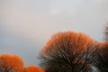 willows crowns illuminated by the autumn