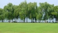 Willows with grassland in west lake