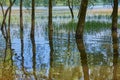 Willows grow out of water. Tree trunks are reflected in the water.