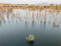 Willows growing in the lake