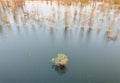 Willows growing in the lake