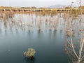 Willows growing in the lake