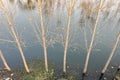 Willows growing in the lake