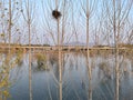 Willows growing in the lake