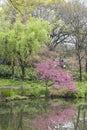 Willows and peach blossom by the lake Royalty Free Stock Photo