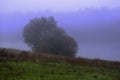 Willows and purple mist on the hills with green grass on the edge of the forest near the pond, early morning Royalty Free Stock Photo