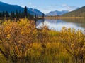 Willows at the shore of Lapie Lake Yukon T Canada