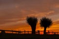 Willows at sunset