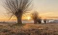 Willows and sunset in the midst of nature. Royalty Free Stock Photo