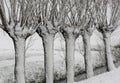 Willows Winter Snow Storm Noordeloos Royalty Free Stock Photo