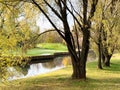 willows with yellow leaves on bank of canal