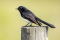 Willy Wagtail in Australia Royalty Free Stock Photo