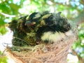 Willy Wagtail Birds in Nest