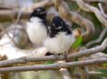 Willy wagtail chicks just leaving the nest