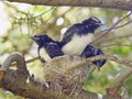 Willy wagtail