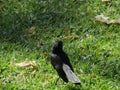 Willy Wagtail Gazing Towards Horizon