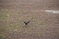 The willy wagtail is looking for food in the grass