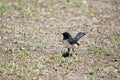 The willy wagtail is looking for small insects to eat