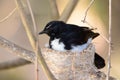 Willy wagtail parent sitting on its nest