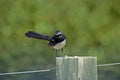 Willy wagtail on a post