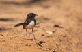 Willy wagtail on red soil background