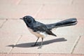 The willy wagtail is a small black and white bird