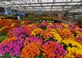 Wilmington, Delaware, U.S - September 30, 2023 - Beautiful and colorful chrysanthemums on display at Lowe\'s