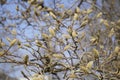 Wilow catkin Royalty Free Stock Photo
