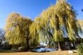 Wilow trees at lake in danube park at financial district Vienna